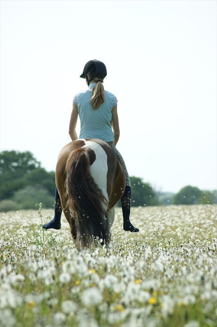 Pinto NM Pimento - Mit eventyr! - Til verdens ende hedder det os to!<3  Fotograf: Line Andersen billede 20