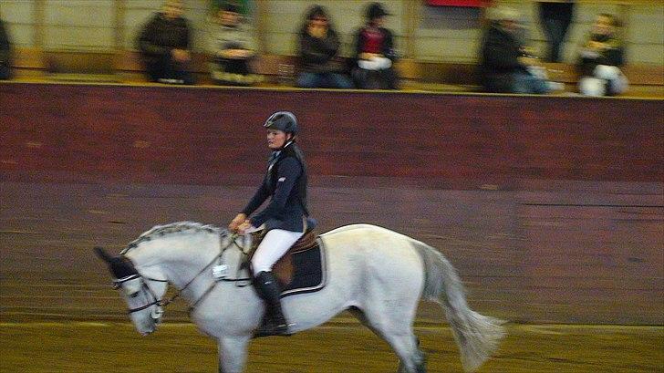 Holstener Carnudo - jordens bedste <3 billede 18