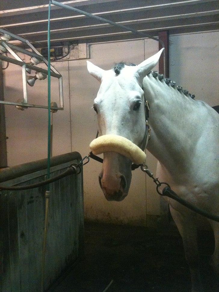 Holstener Carnudo billede 19