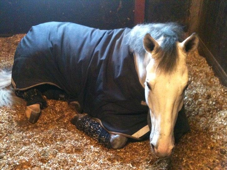 Holstener Carnudo billede 20