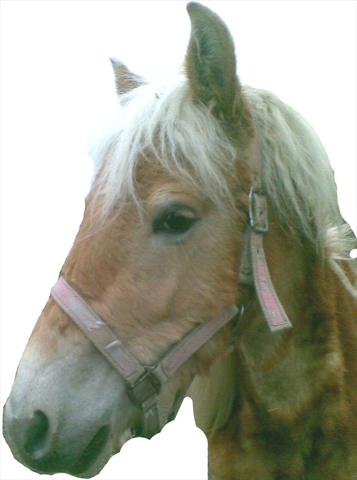 Tyroler Haflinger ICE RØGTERGÅRD - Dette billede er taget 1 md efter hun fyldte 2 billede 2