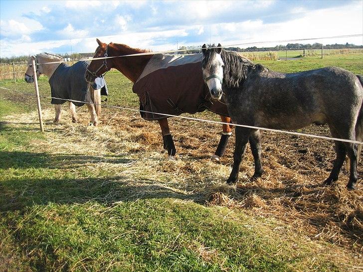 Dartmoor Innis Jerry. (Tidligere pony < 3) - Jerry med sine venner billede 14