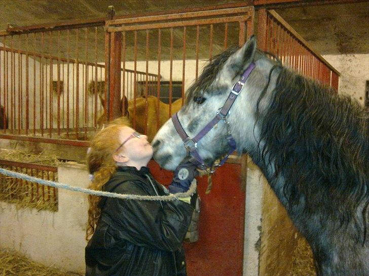 Dartmoor Innis Jerry. (Tidligere pony < 3) - Nysser i stalden mens vi gør klar til ridning billede 15