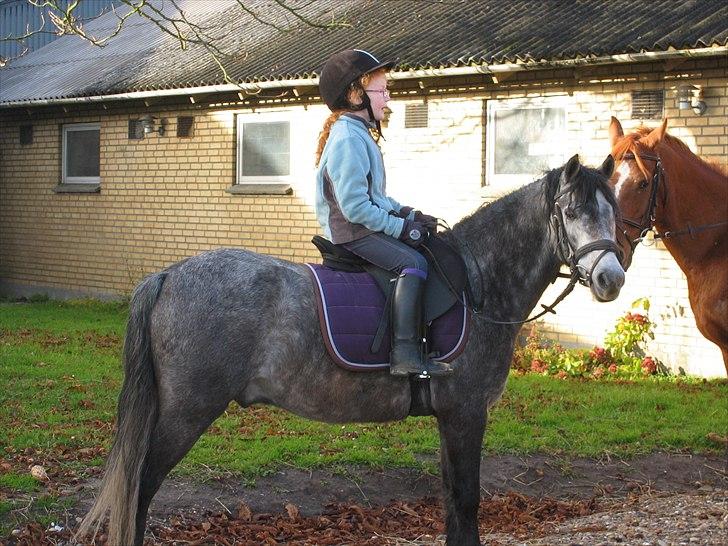 Dartmoor Innis Jerry. (Tidligere pony < 3) - Så skal der rides:-) billede 16