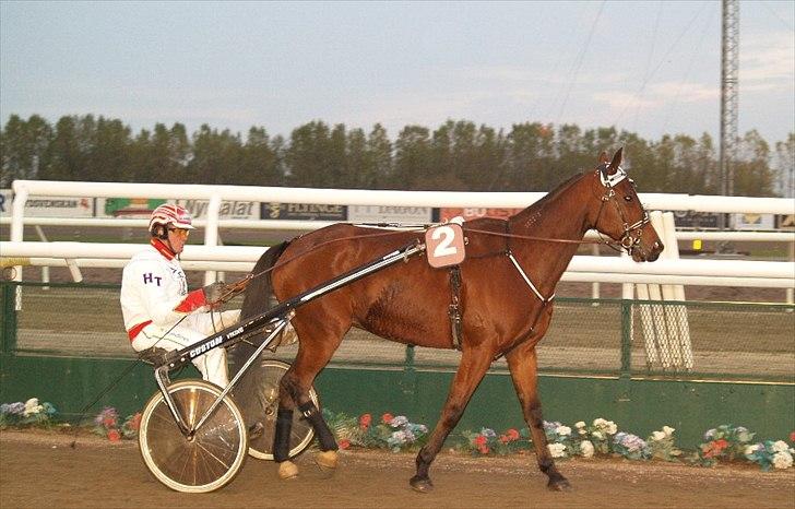 Traver maigold (s) billede 14