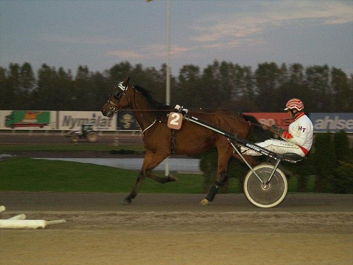 Traver maigold (s) billede 15