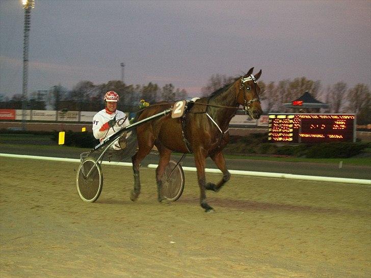 Traver maigold (s) billede 17