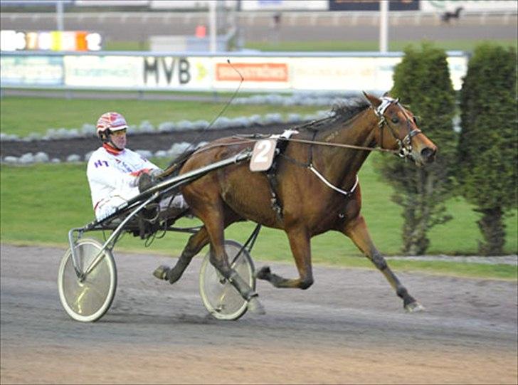 Traver maigold (s) billede 18