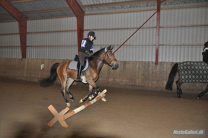 Anden særlig race simba  solgt - billede fra den 1/11-2010 billede 11