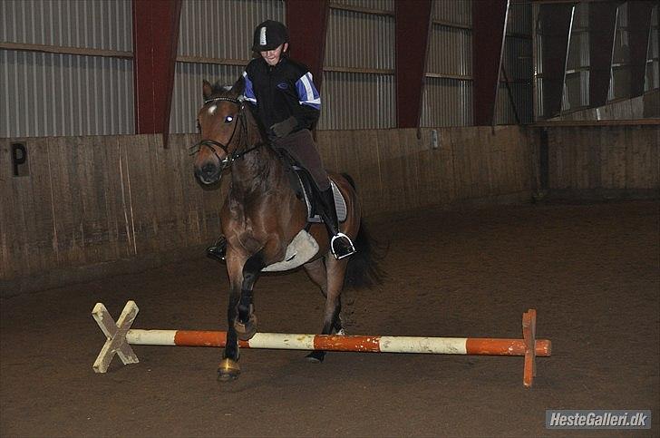 Anden særlig race simba  solgt - billede fra den 1/11-2010 billede 12