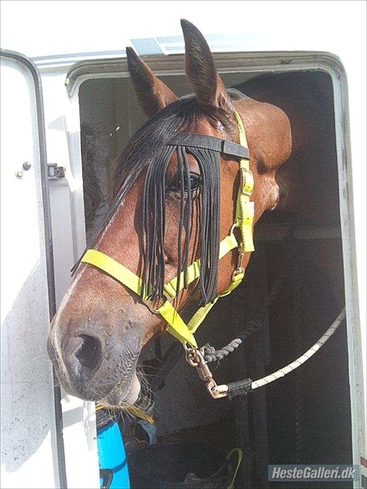 Anden særlig race Regitze - ja dejlige sol dejlig tur på øen sommer2010<3 billede 2