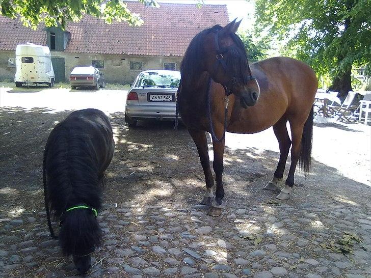 Anden særlig race Regitze - ihh dejligt med en lille ride tur sommer 2010<3 billede 5