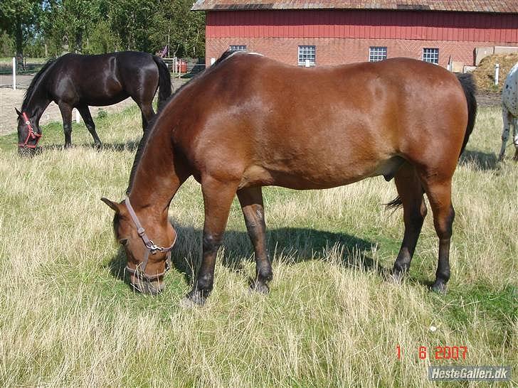 Anden særlig race Balder [Himmelhest] billede 1