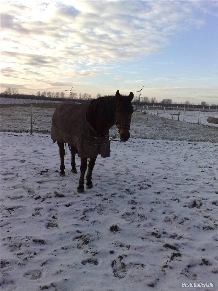 Anden særlig race Balder [Himmelhest] billede 2