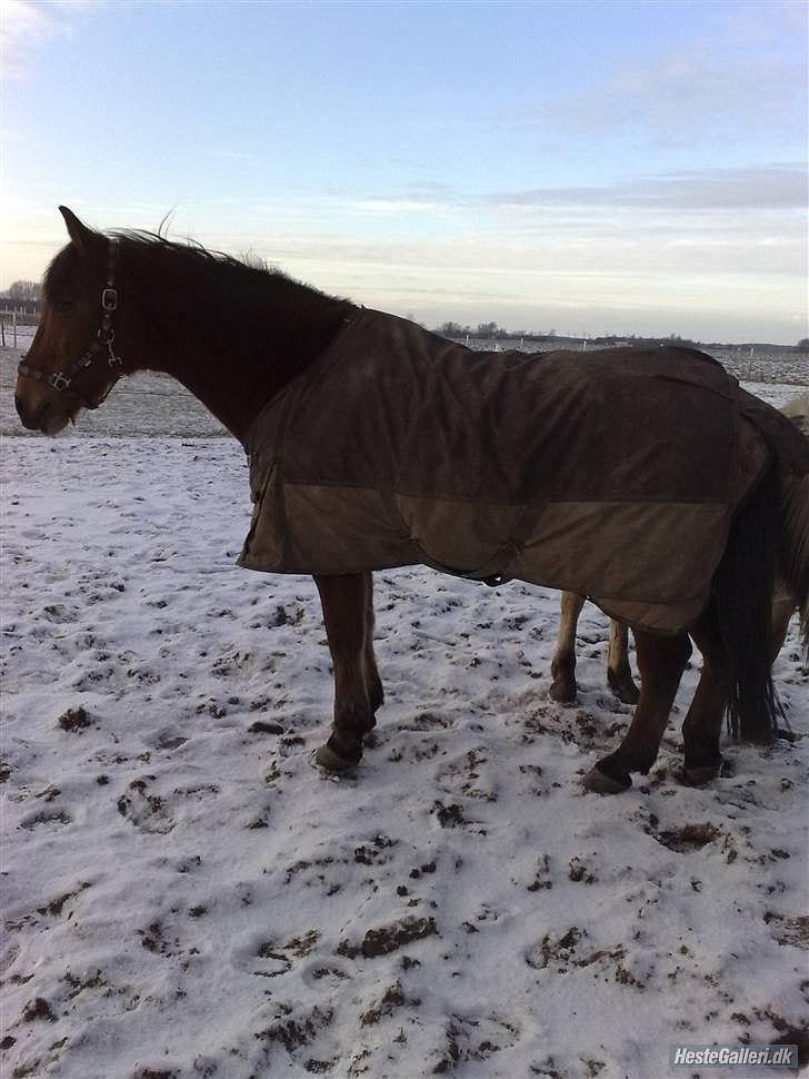 Anden særlig race Balder [Himmelhest] billede 3