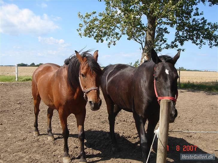 Anden særlig race Balder [Himmelhest] billede 4