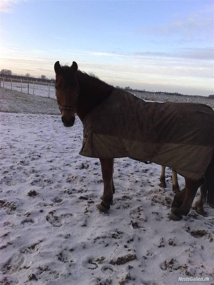 Anden særlig race Balder [Himmelhest] billede 5