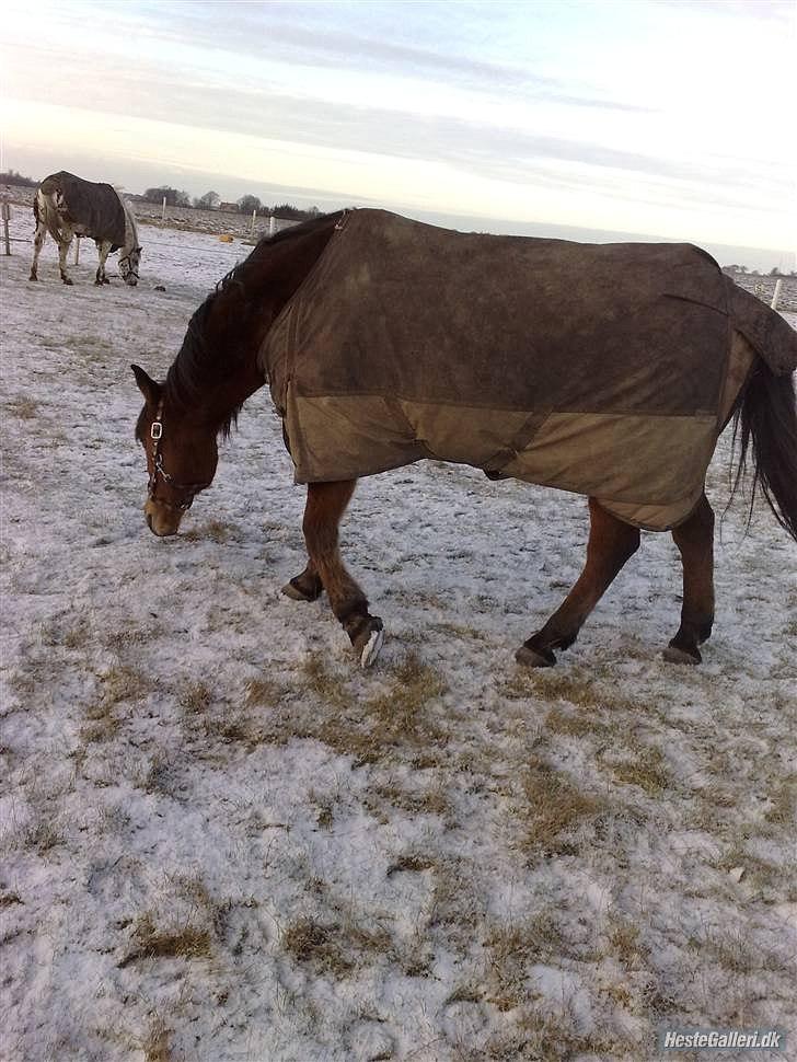 Anden særlig race Balder [Himmelhest] billede 6