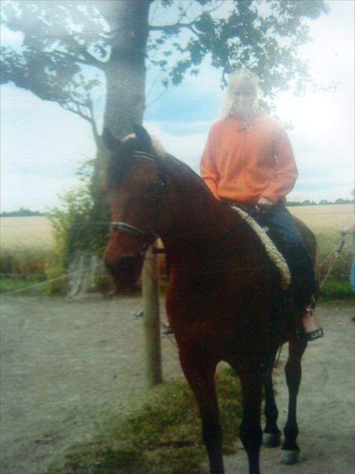 Anden særlig race Balder [Himmelhest] billede 7