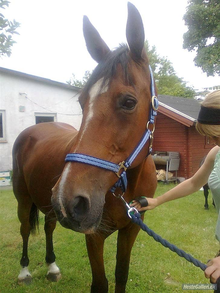 Anden særlig race Regitze billede 3