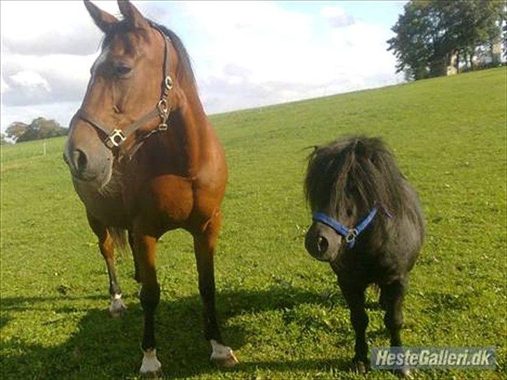 Anden særlig race Regitze billede 4