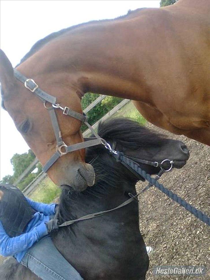 Anden særlig race Regitze billede 11