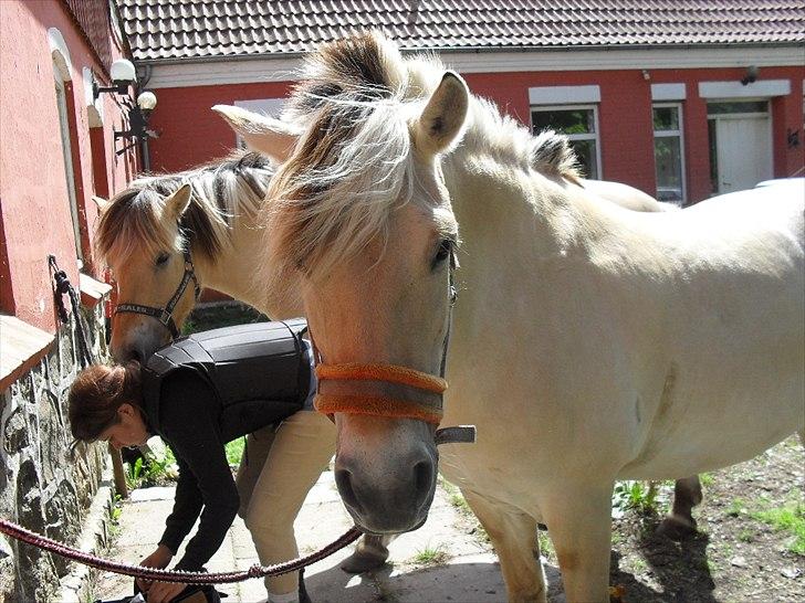Fjordhest Rikke <3 i love you<3 billede 4