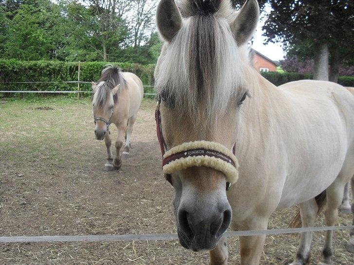 Fjordhest Rikke <3 i love you<3 billede 5