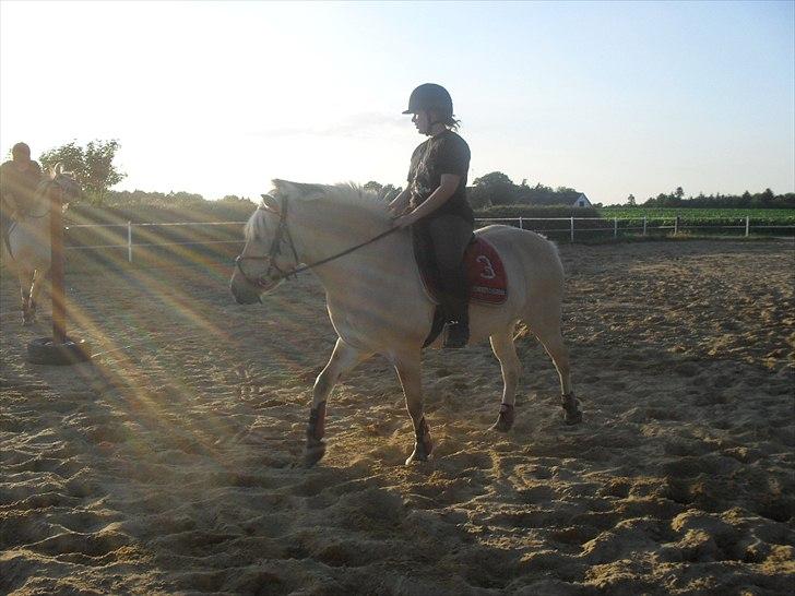 Fjordhest Rikke <3 i love you<3 billede 7