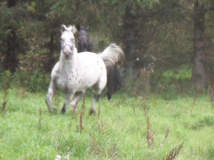 Knabstrupper Apollon billede 1