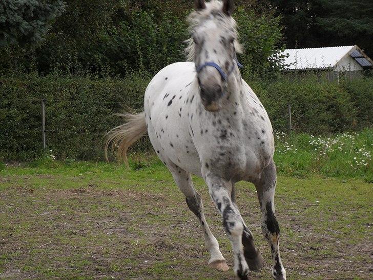 Knabstrupper Apollon billede 2