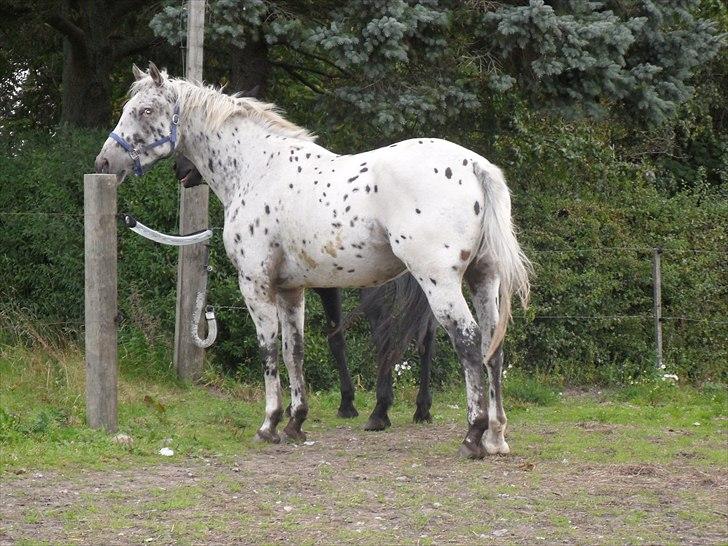 Knabstrupper Apollon billede 3