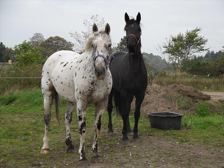 Knabstrupper Apollon billede 4