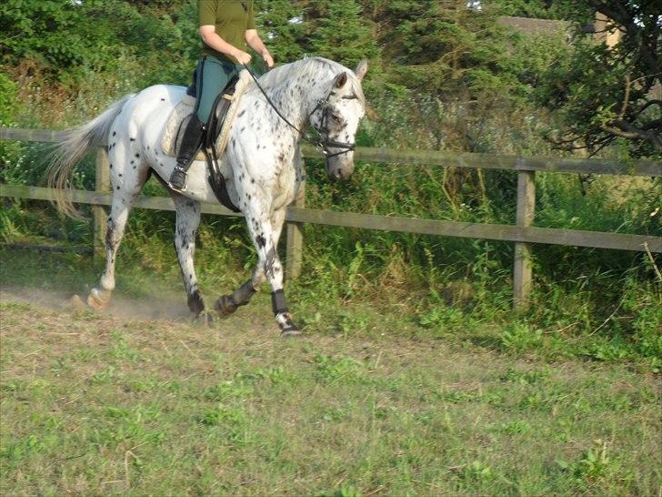 Knabstrupper Apollon billede 5