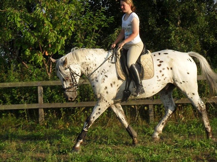 Knabstrupper Apollon billede 6