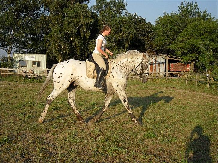 Knabstrupper Apollon billede 7