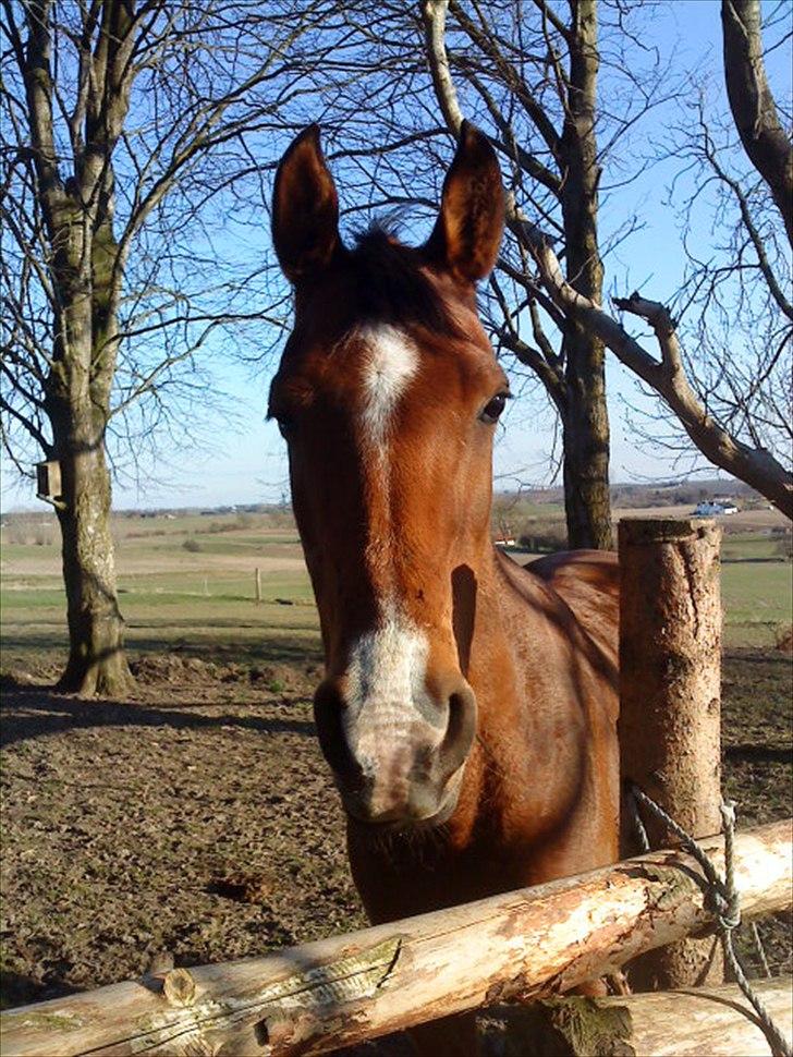 Arabisk fuldblod (OX) Emma OX billede 12