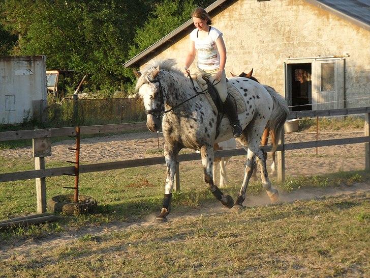 Knabstrupper Apollon billede 8