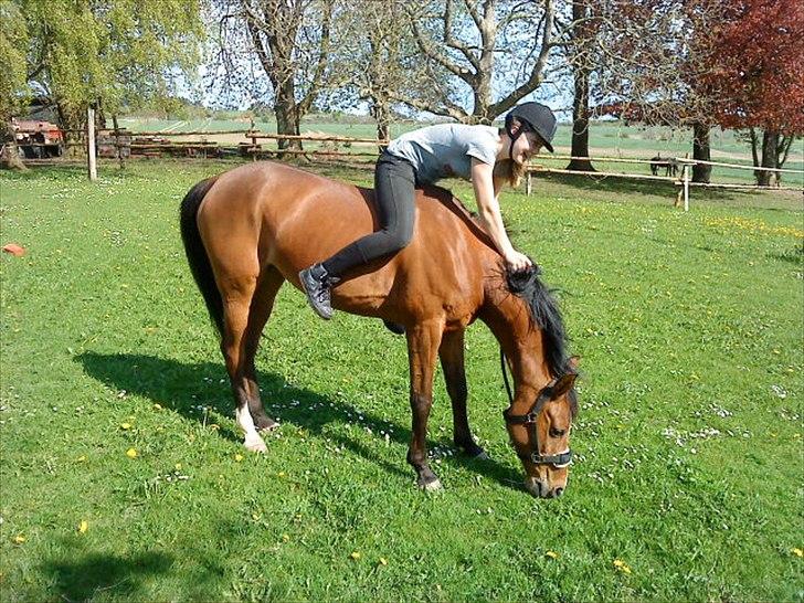 Arabisk fuldblod (OX) Emma OX billede 13