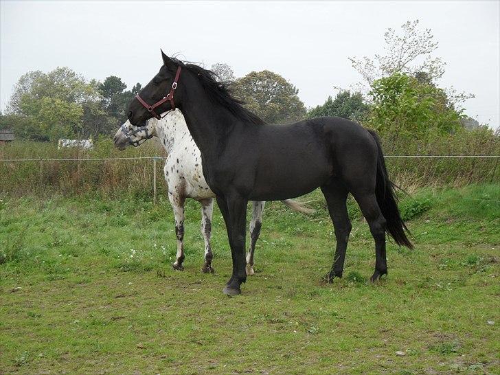 Oldenborg Borgstrøms Nolan billede 8