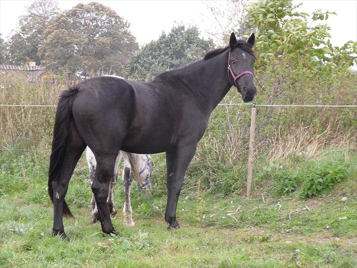 Oldenborg Borgstrøms Nolan billede 9