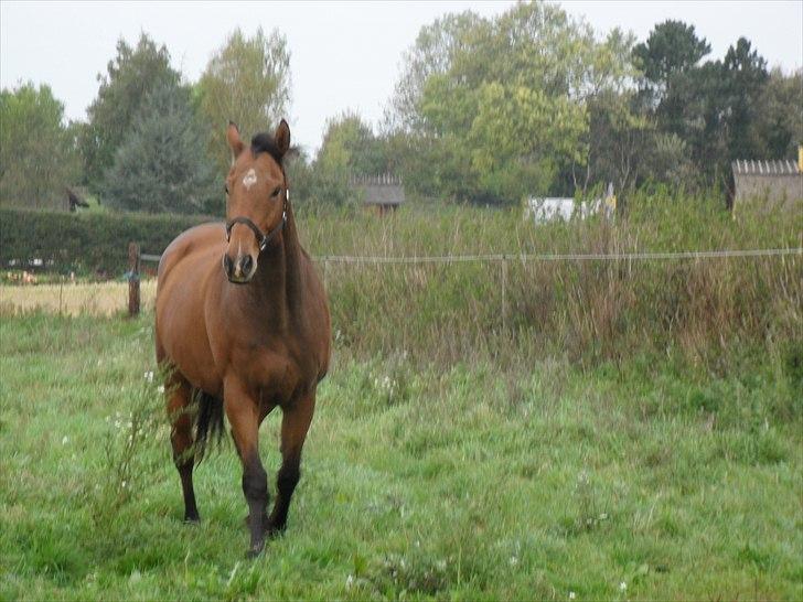 Anden særlig race Bohøjgaards Buddy billede 3