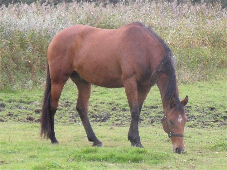 Anden særlig race Bohøjgaards Buddy billede 4
