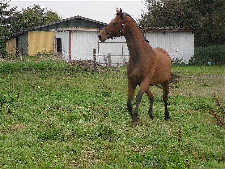 Anden særlig race Bohøjgaards Buddy billede 5
