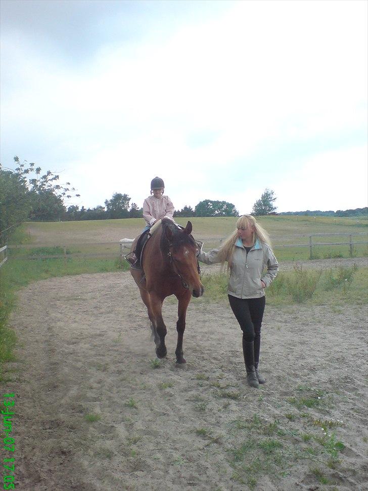 Anden særlig race Bohøjgaards Buddy billede 6