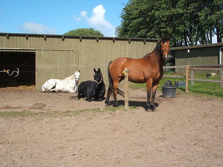 Anden særlig race Bohøjgaards Buddy billede 7
