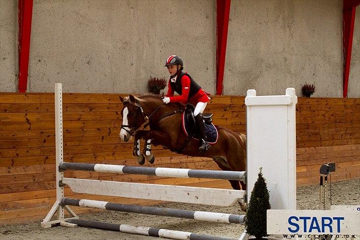 Welsh Pony af Cob-type (sec C) Tarzan *B-PONY* Solgt & savnet:´( - Den dejligste tarzan der findes CT FOTO billede 17