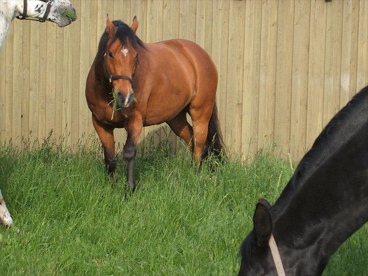 Anden særlig race Bohøjgaards Buddy billede 8