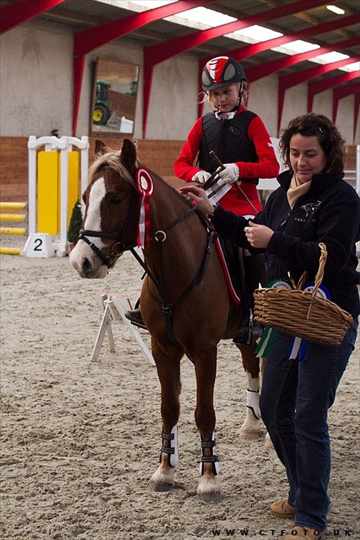 Welsh Pony af Cob-type (sec C) Tarzan *B-PONY* Solgt & savnet:´( - nr 1 i la begge dage:) billede 18