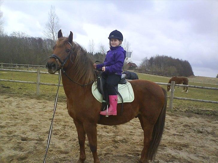 New Forest Vesterhedegårds Kir  billede 15